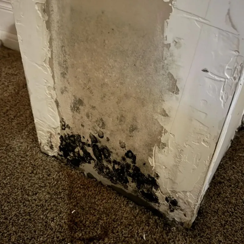 Professional Mold Removal in Monroe County, MI